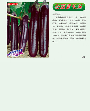 金囷紫长茄