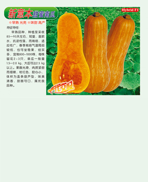 新意本【甜蜜南瓜】