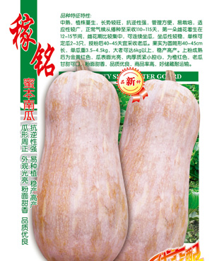 稼铭【蜜本南瓜】