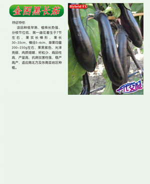 金囷黑长茄